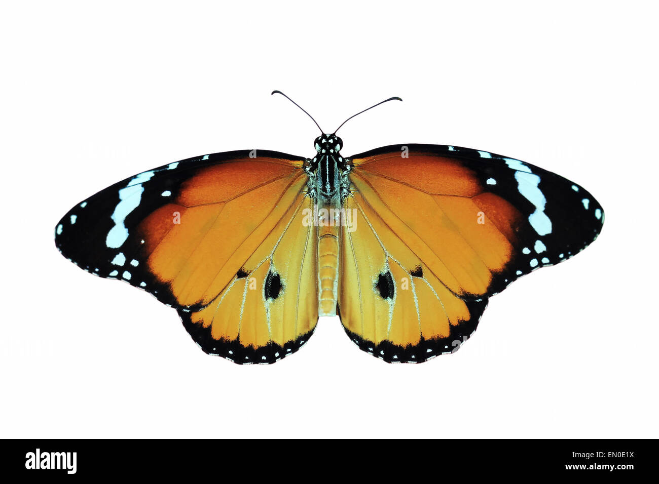beautiful butterfly isolated on white background Stock Photo - Alamy