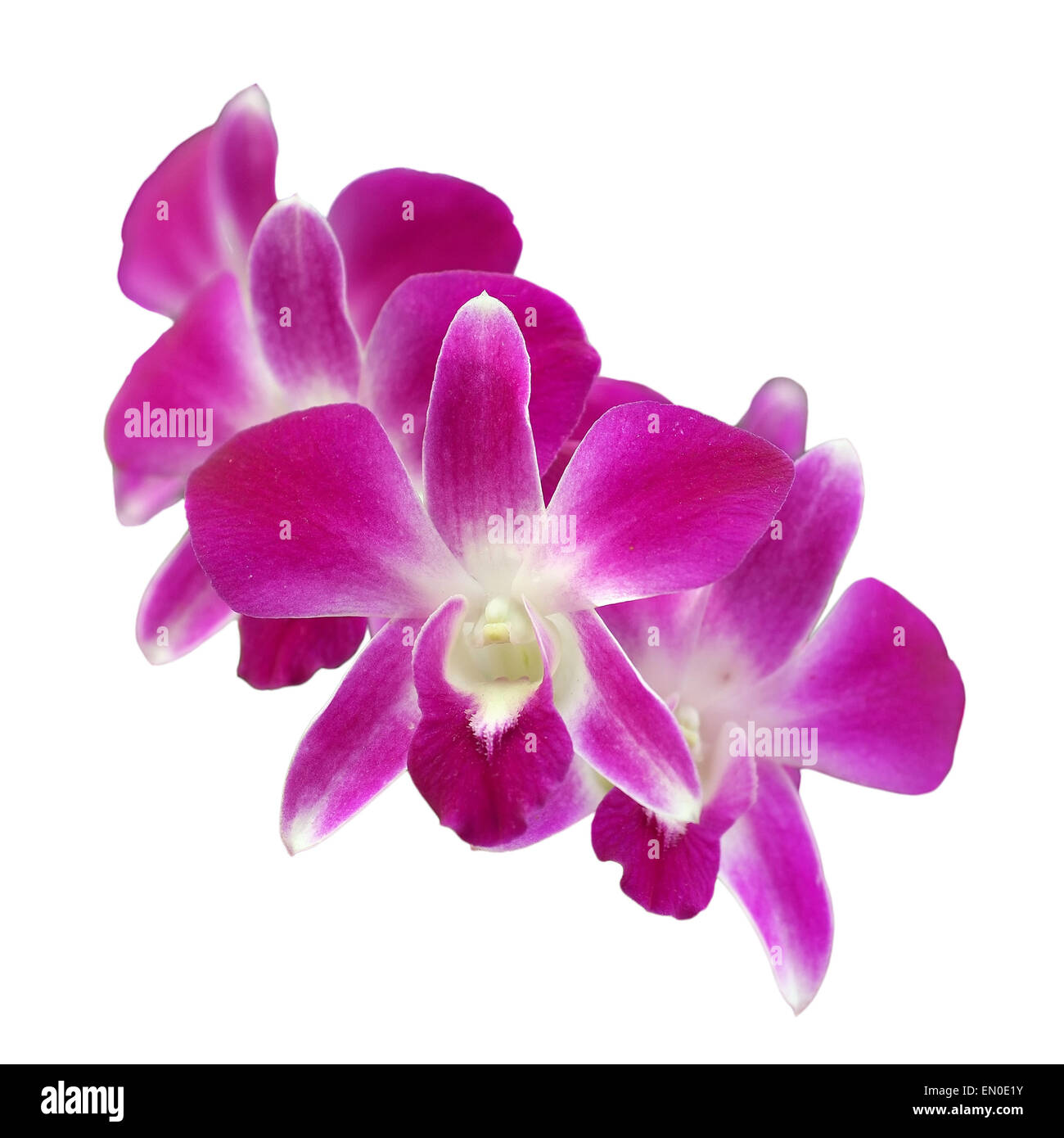 beautiful orchid flower isolated on white background Stock Photo - Alamy