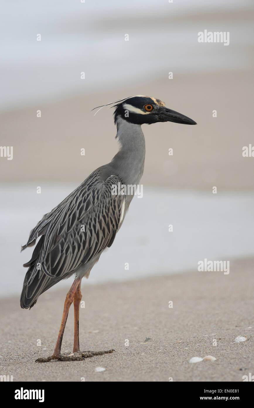 This yellow crowned night heron enjoys the sand and surf beneath his feet Stock Photo