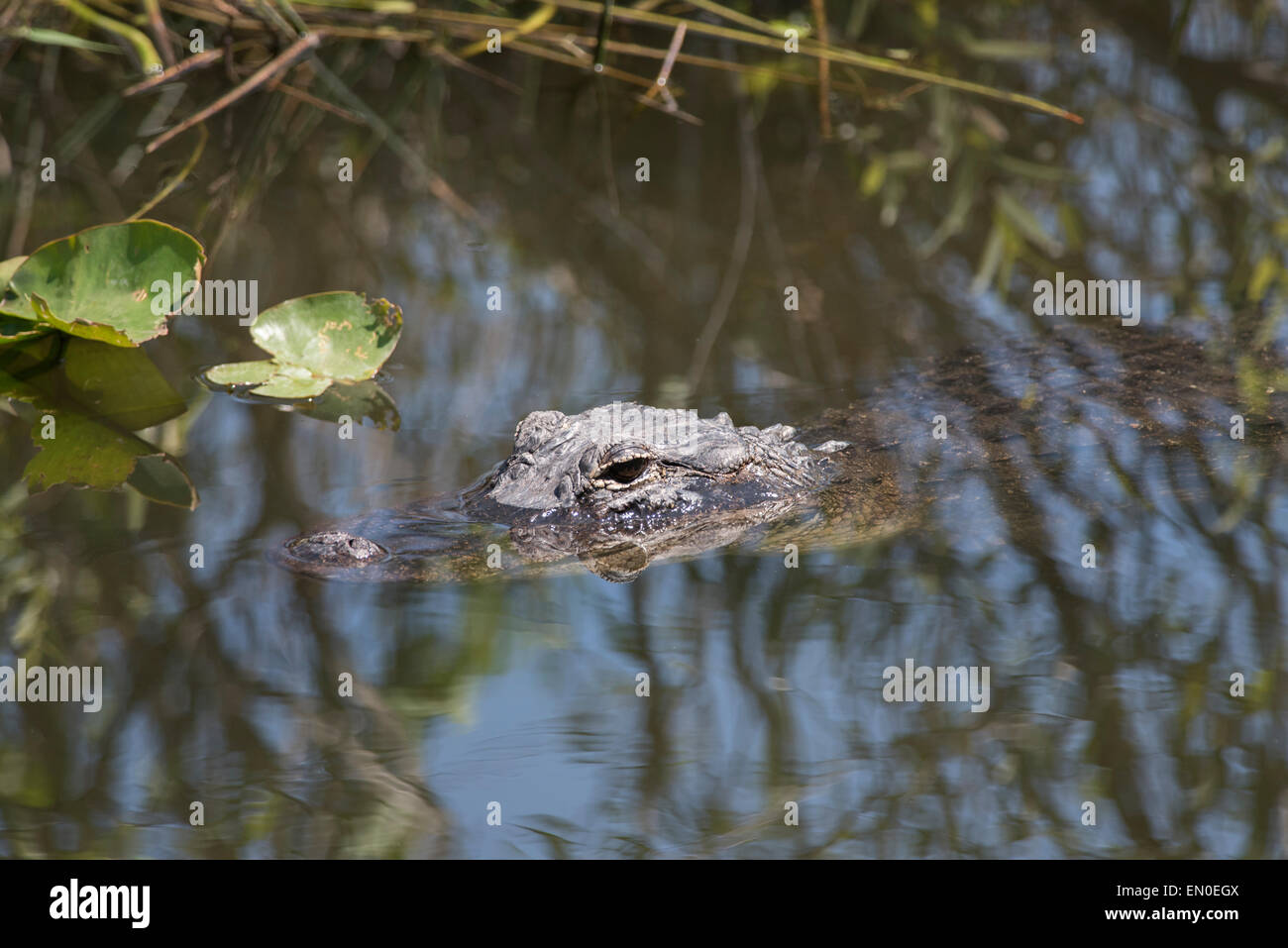 Alligators are abundant in the Everglades Stock Photo