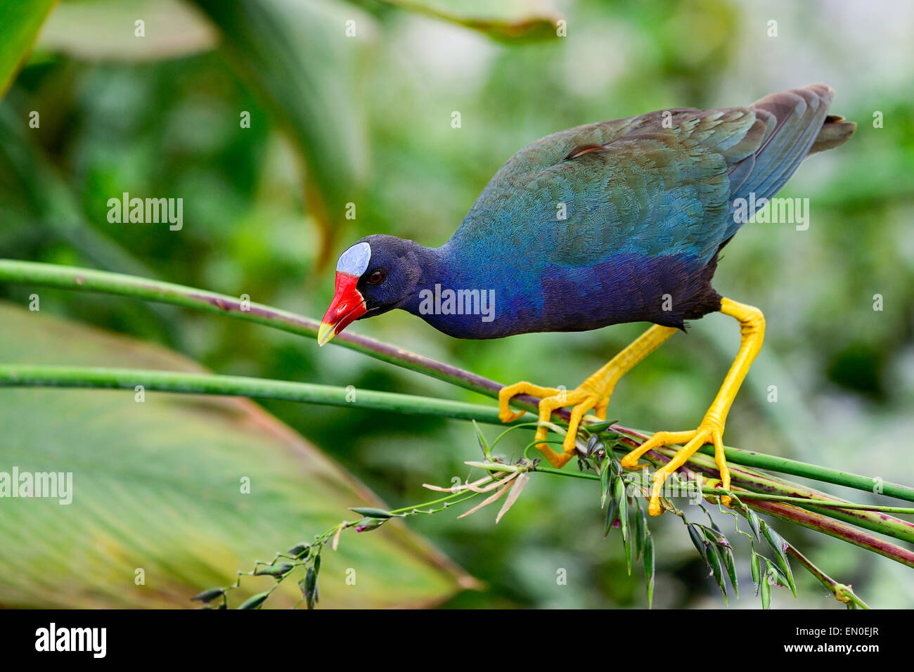 purple gallinule, wacodahatchee wetlands Stock Photo