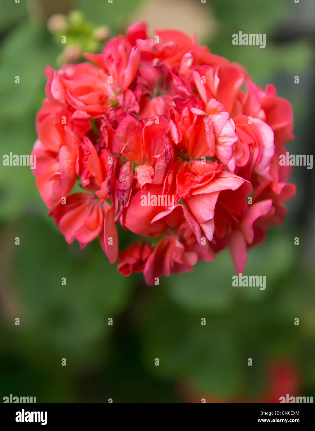 Volume red flower during the withering on a green background Stock ...
