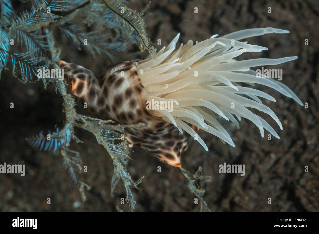 Colonizing anemone on a coral branch Stock Photo