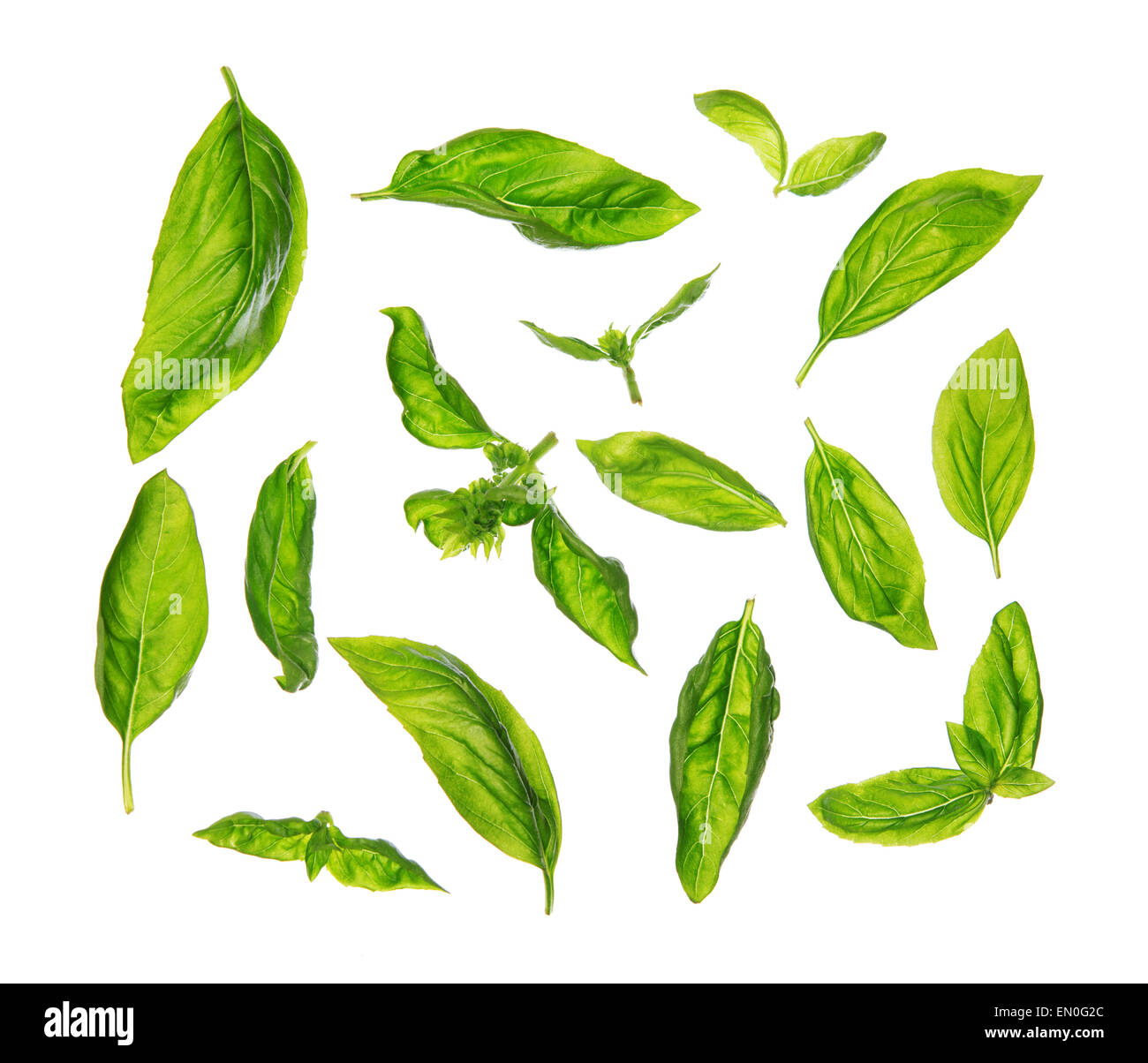 Top view scattered fresh sweet basil leaves, isolated on white background. Stock Photo