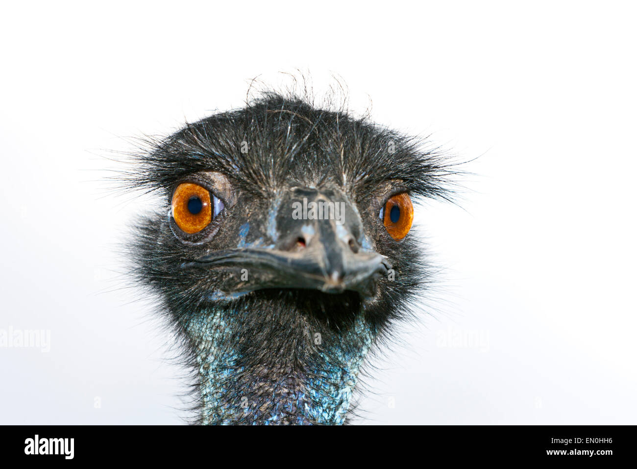 Head of Emu, Dromaius novaehollandiae, Brisbane, Australia Stock Photo