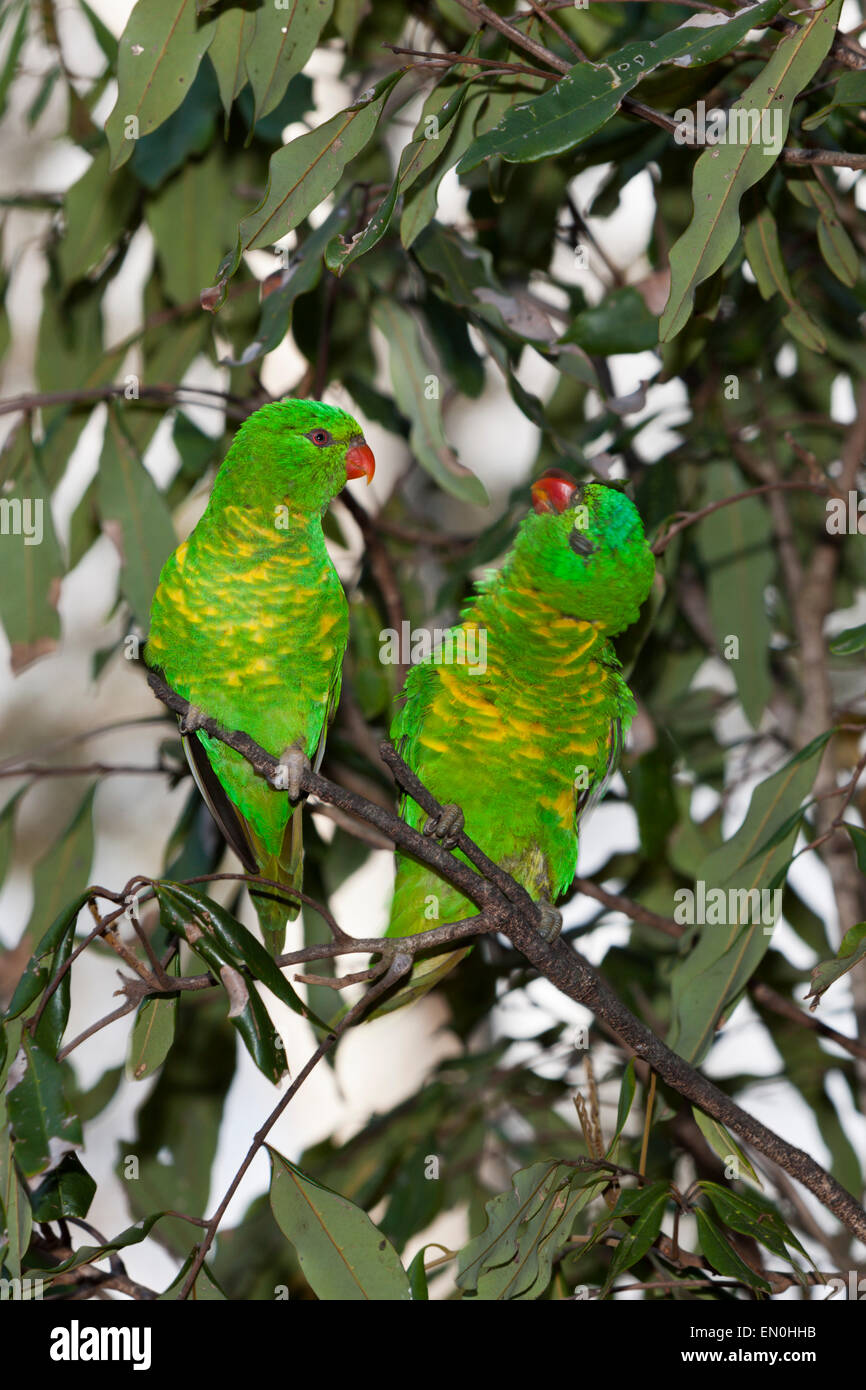Scaly-breasted Lorikeet, Trichoglossus chlorolepidotus, Brisbane, Australia Stock Photo