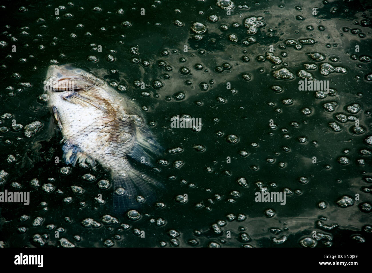 dead fish on waste water to show the pollution in the river from chemical Stock Photo
