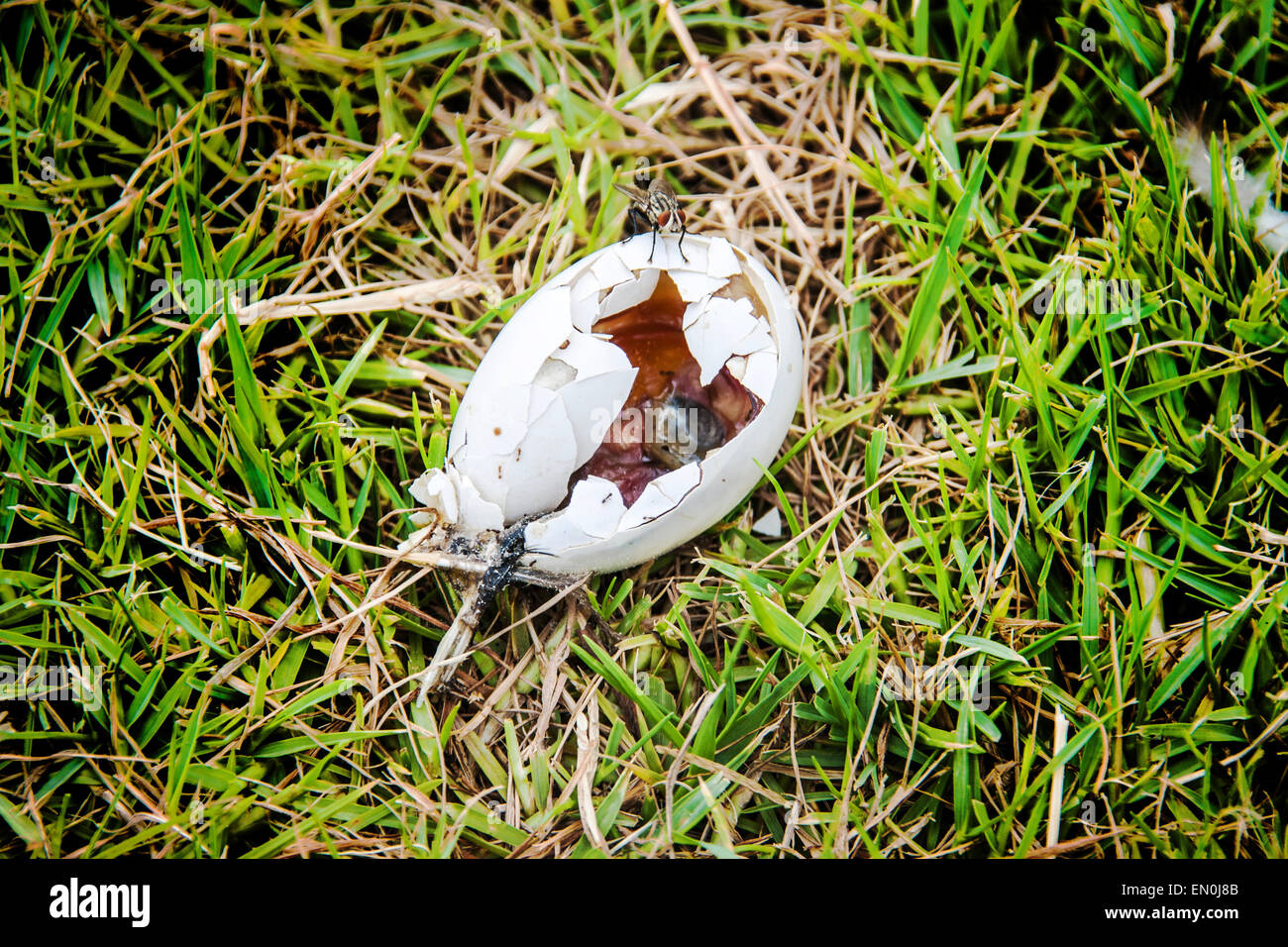 Dead bird egg Stock Vector Images - Alamy