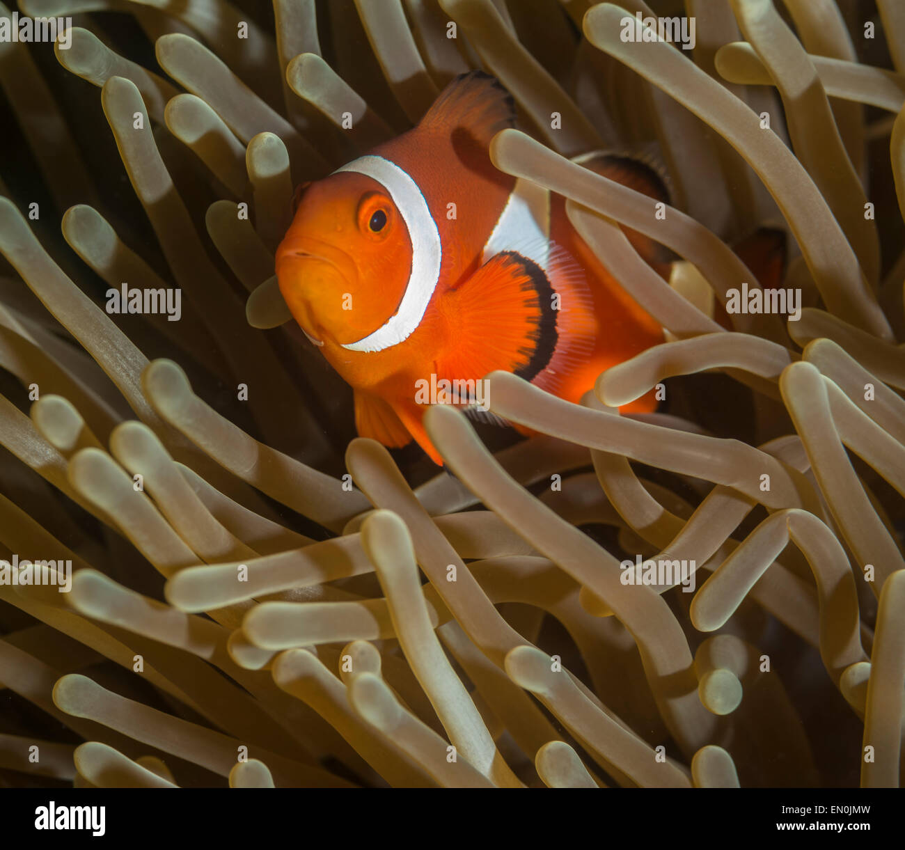Clownfish in a sea anemone Stock Photo - Alamy