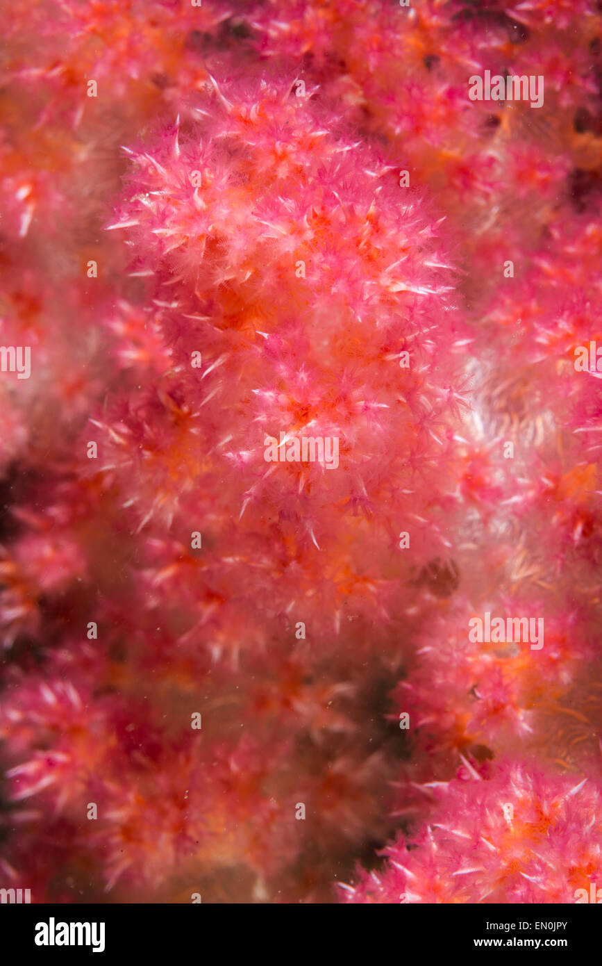 Colorful close-up of a Klunzinger's soft coral Stock Photo