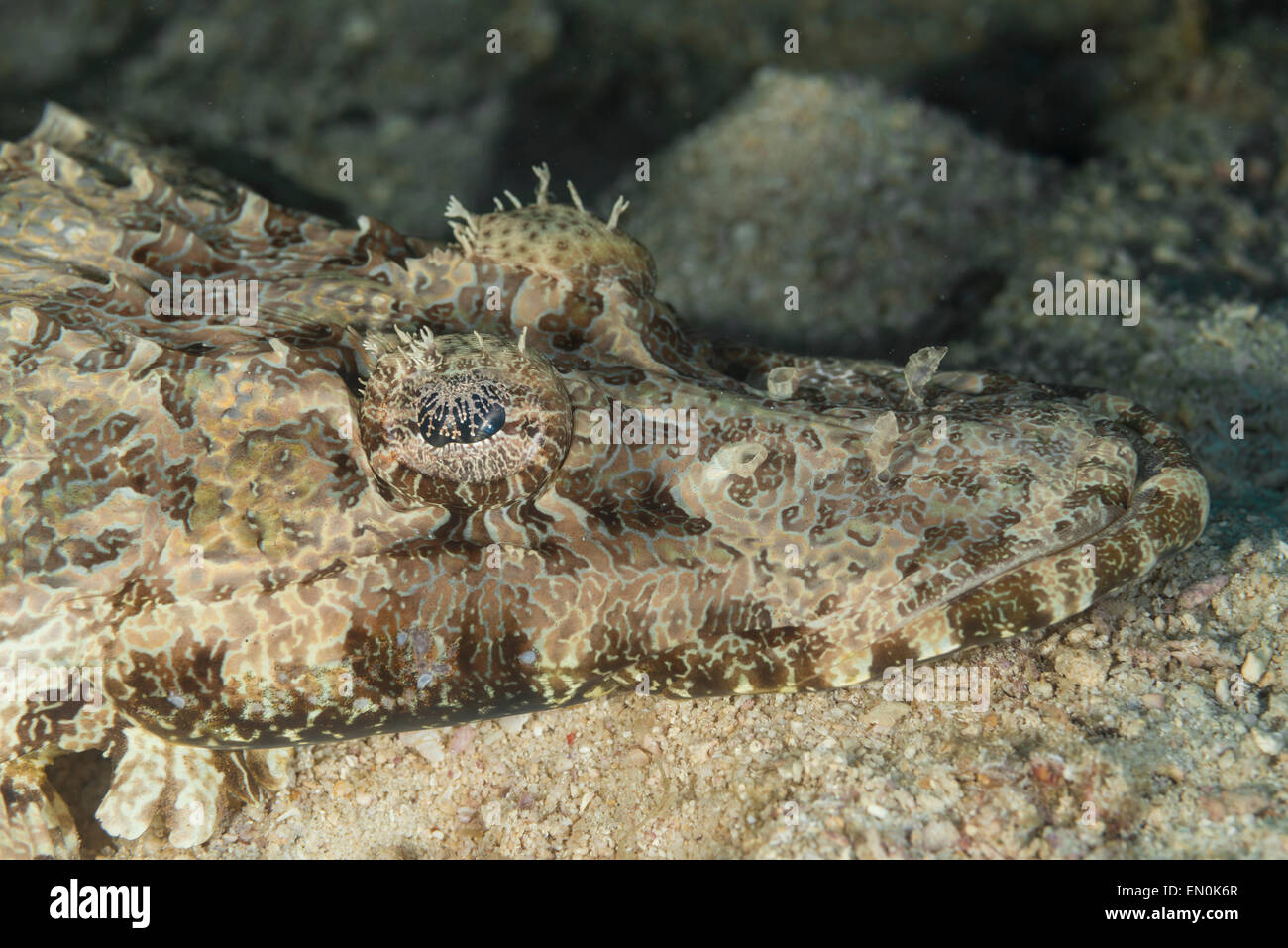 Crocodile fish camouflaged in its environment Stock Photo