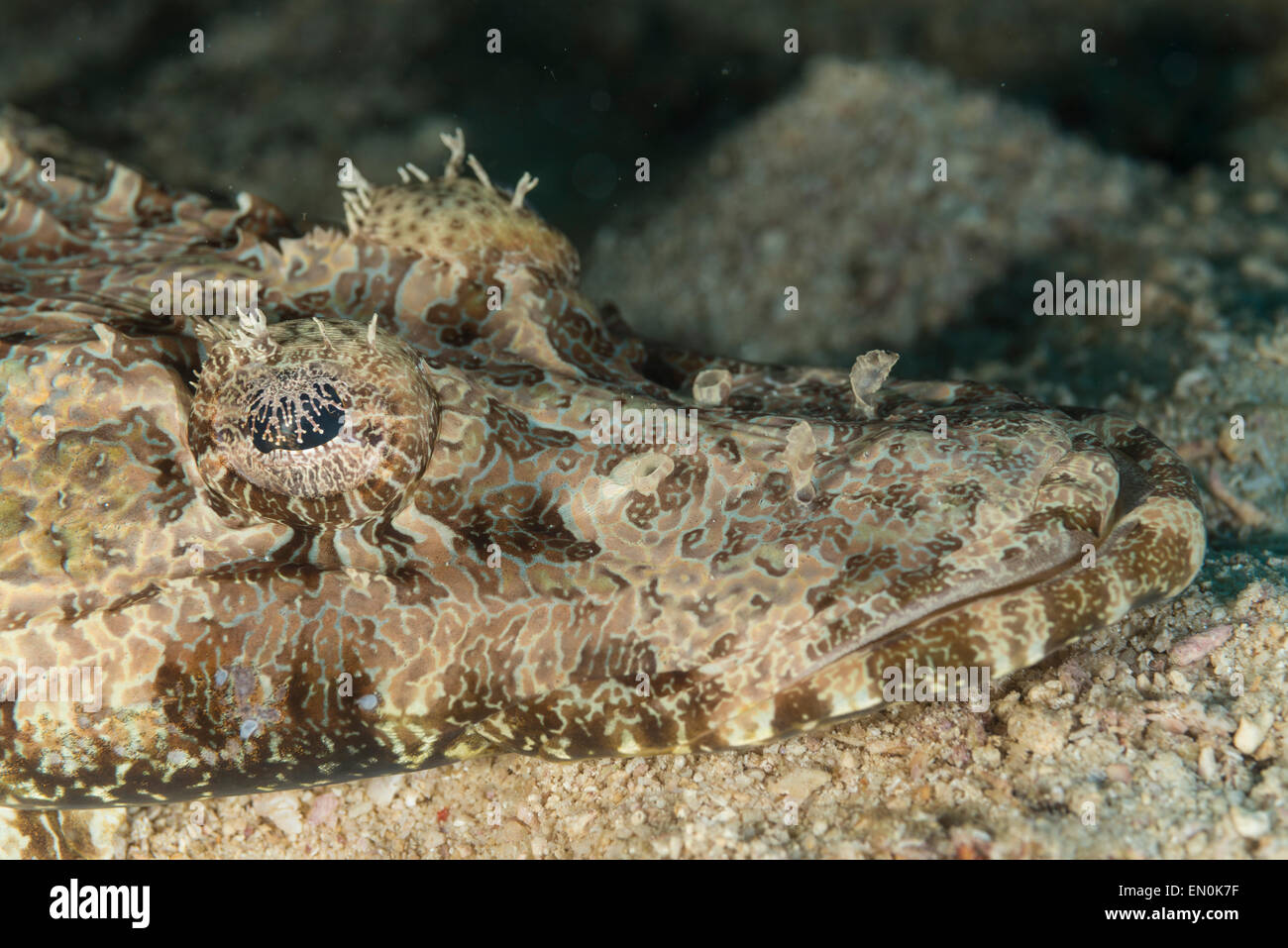 Crocodile fish camouflaged in its environment Stock Photo