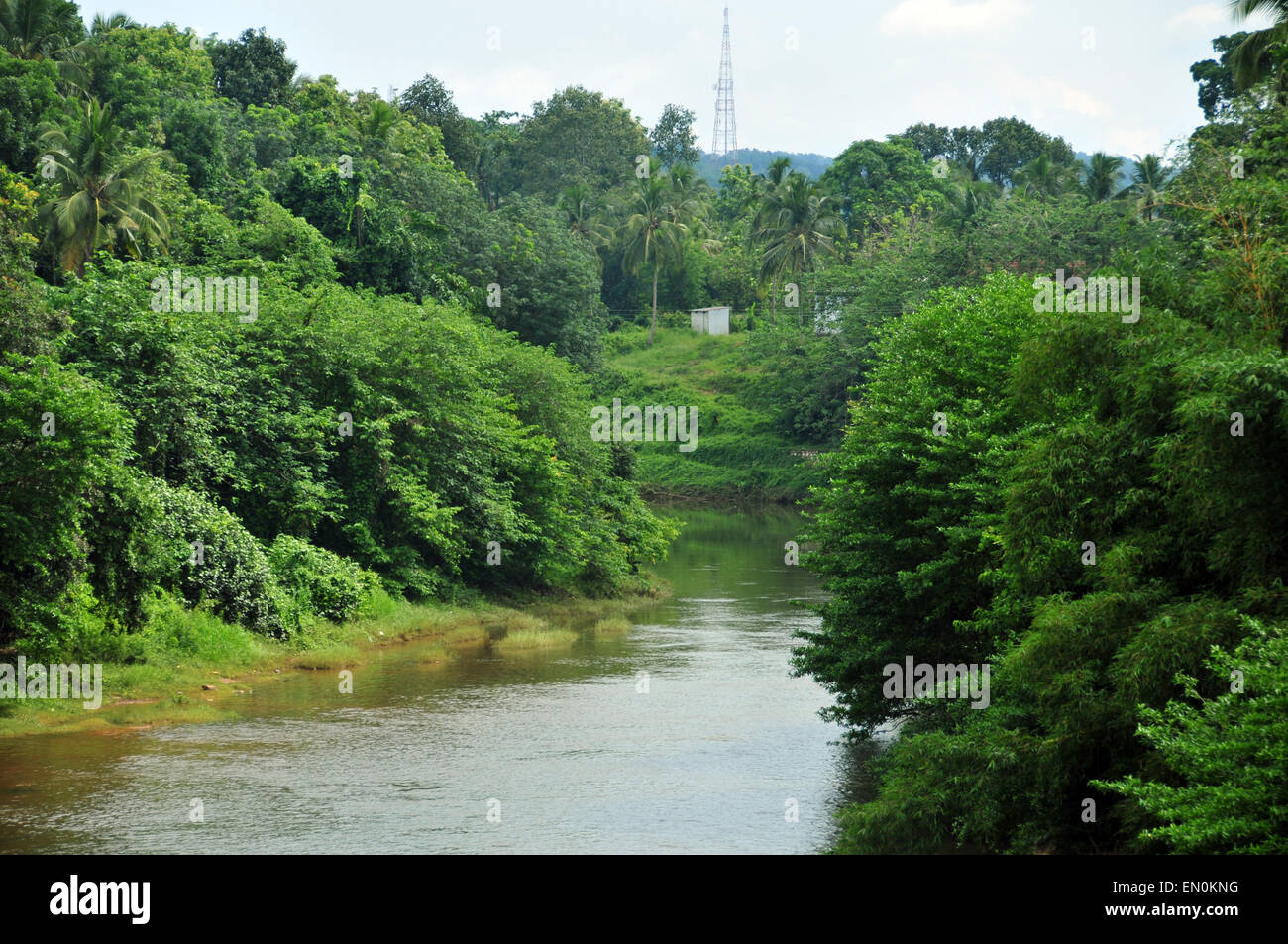 River & green trees. Stock Photo