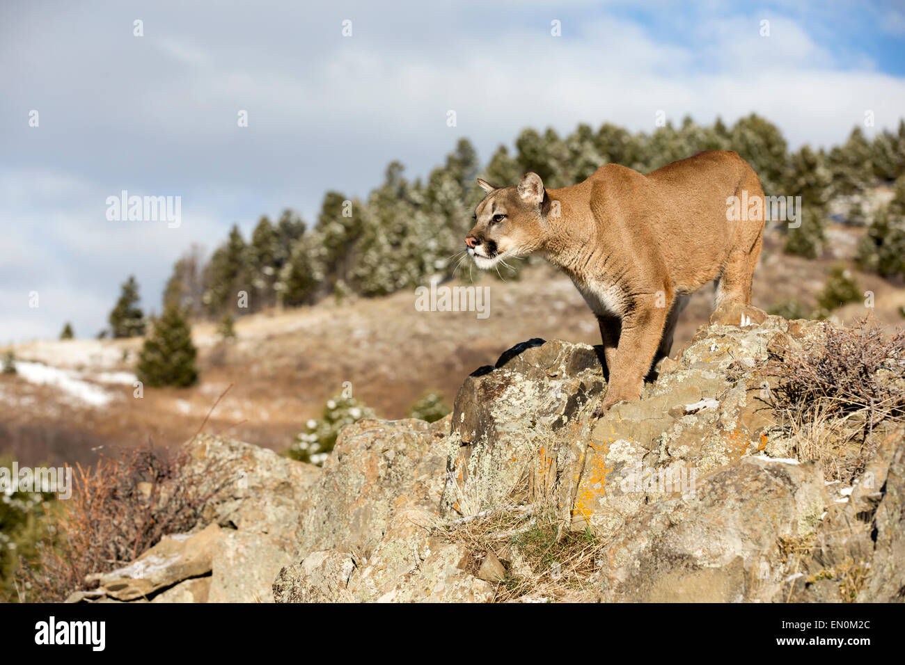 Mountain Lion (Felis concolor) on a mountainside in Winter Stock Photo