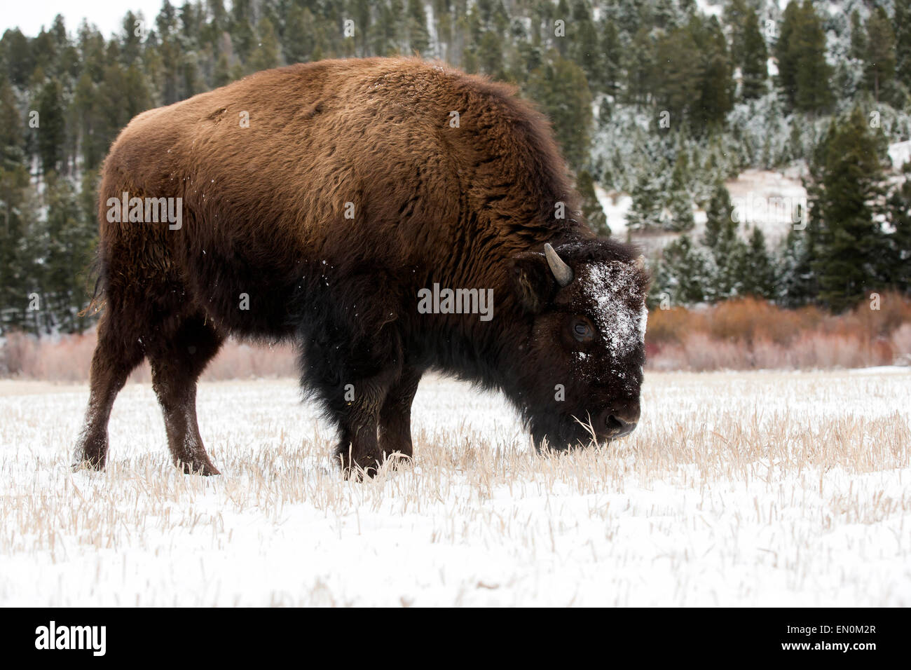 American Bison (Bison bison) grazing in the snow during Winter Stock Photo