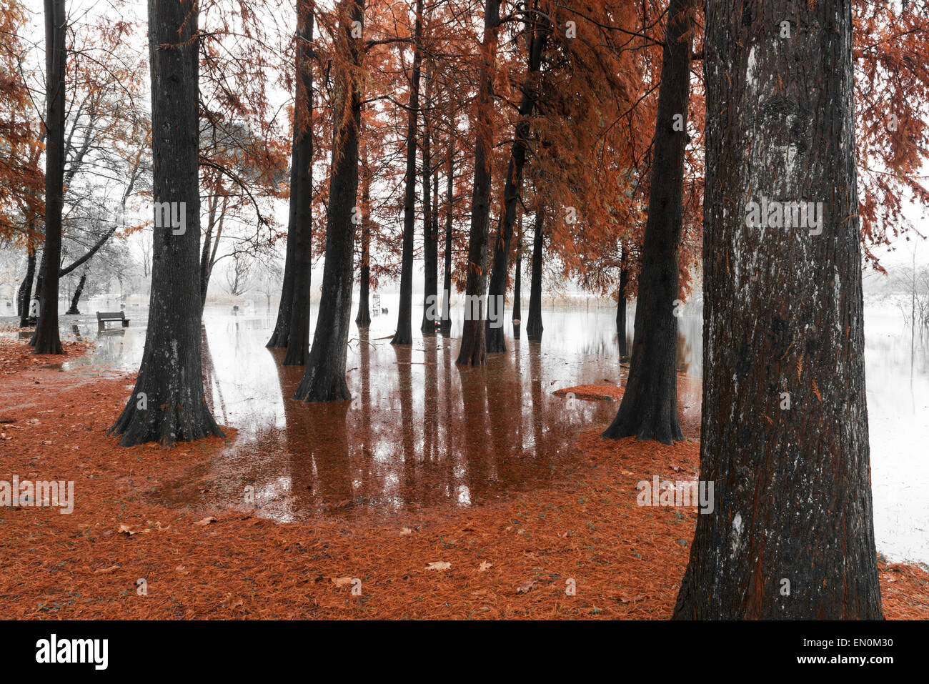 Lake of Varese overflow in the public park Zanzi, Schiranna Stock Photo