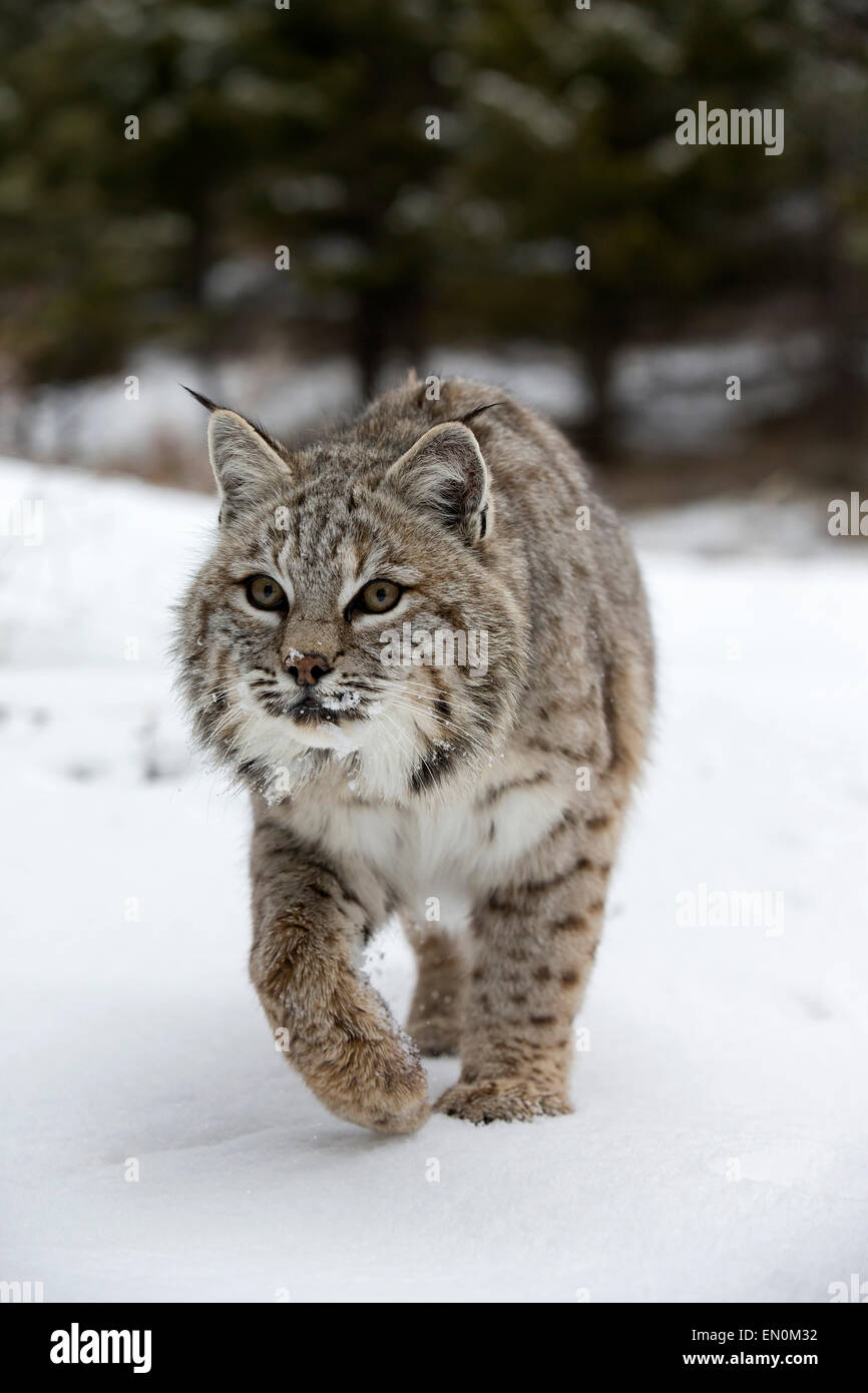 Bobcat (Felis rufus) walking out of the woods, through the snow searching for food Stock Photo