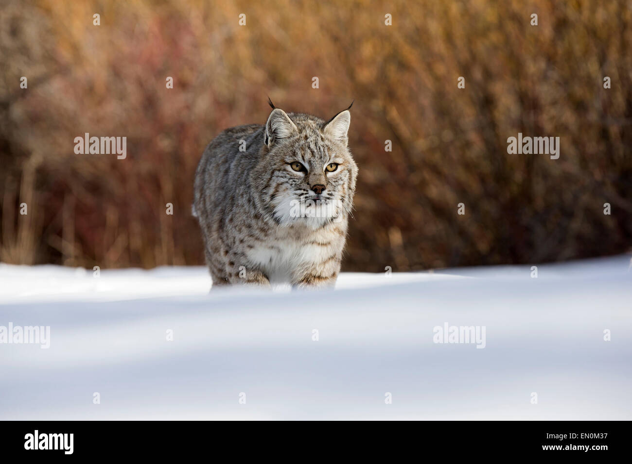 Bobcat (Felis rufus) walking through the snow searching for food Stock Photo