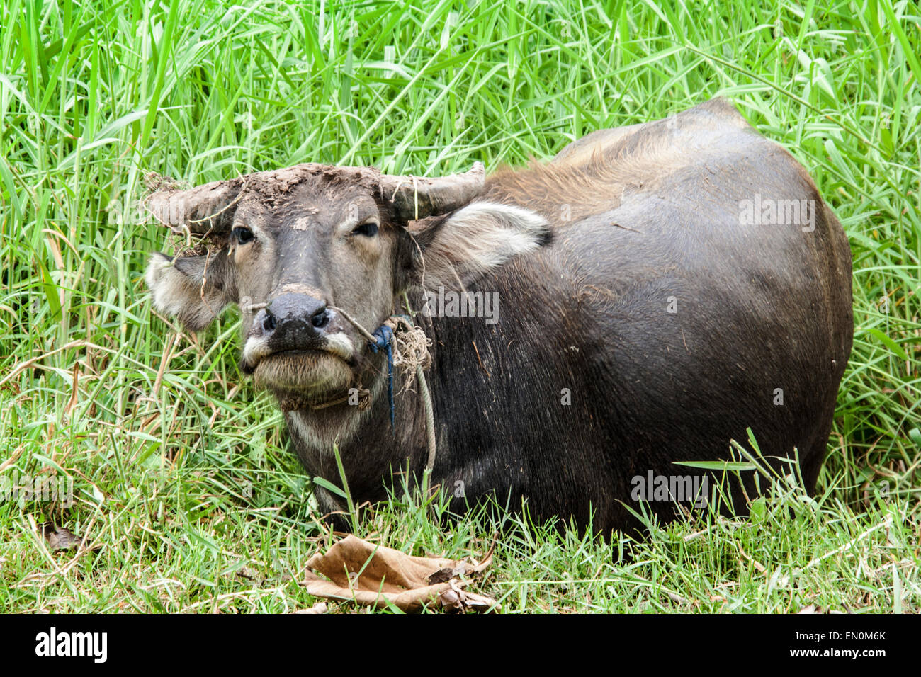 close up buffalo in potrait on pond and feild Stock Photo