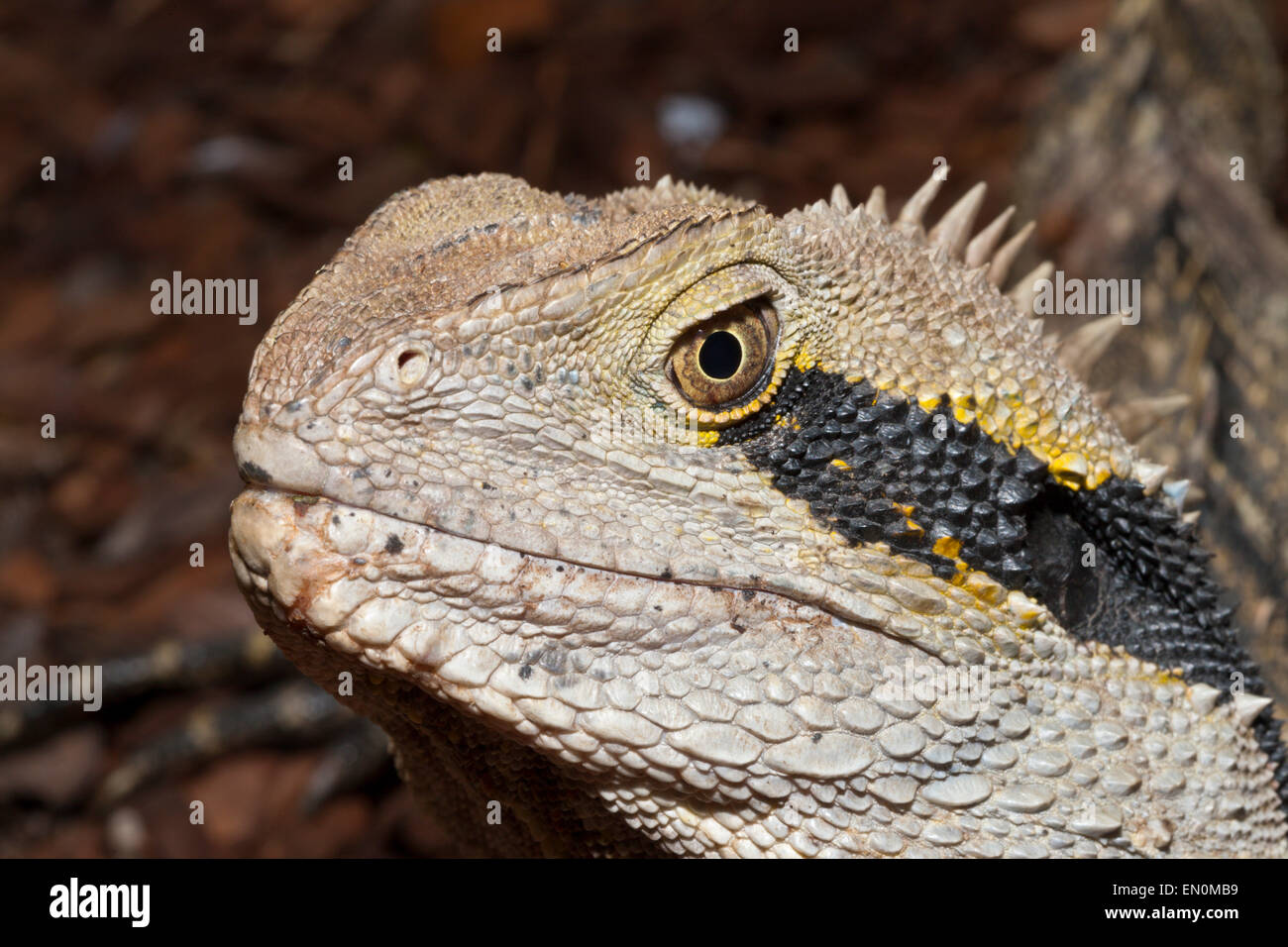 Eastern Australian Water Dragon, Physignathus lesueurii lesueurii, Brisbane, Australia Stock Photo