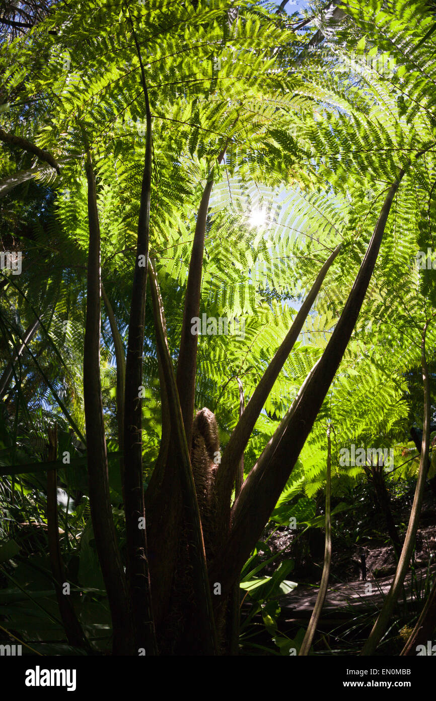Tree Fern in City Botanic Garden, Cyatheales, Brisbane, Australia Stock Photo