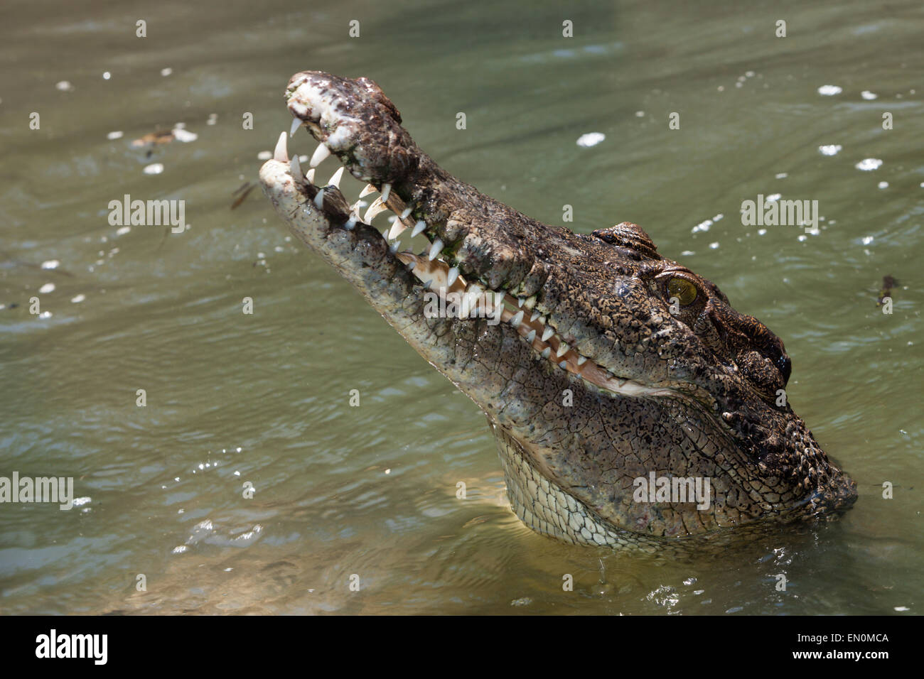 Cairns crocodiles hires stock photography and images Alamy
