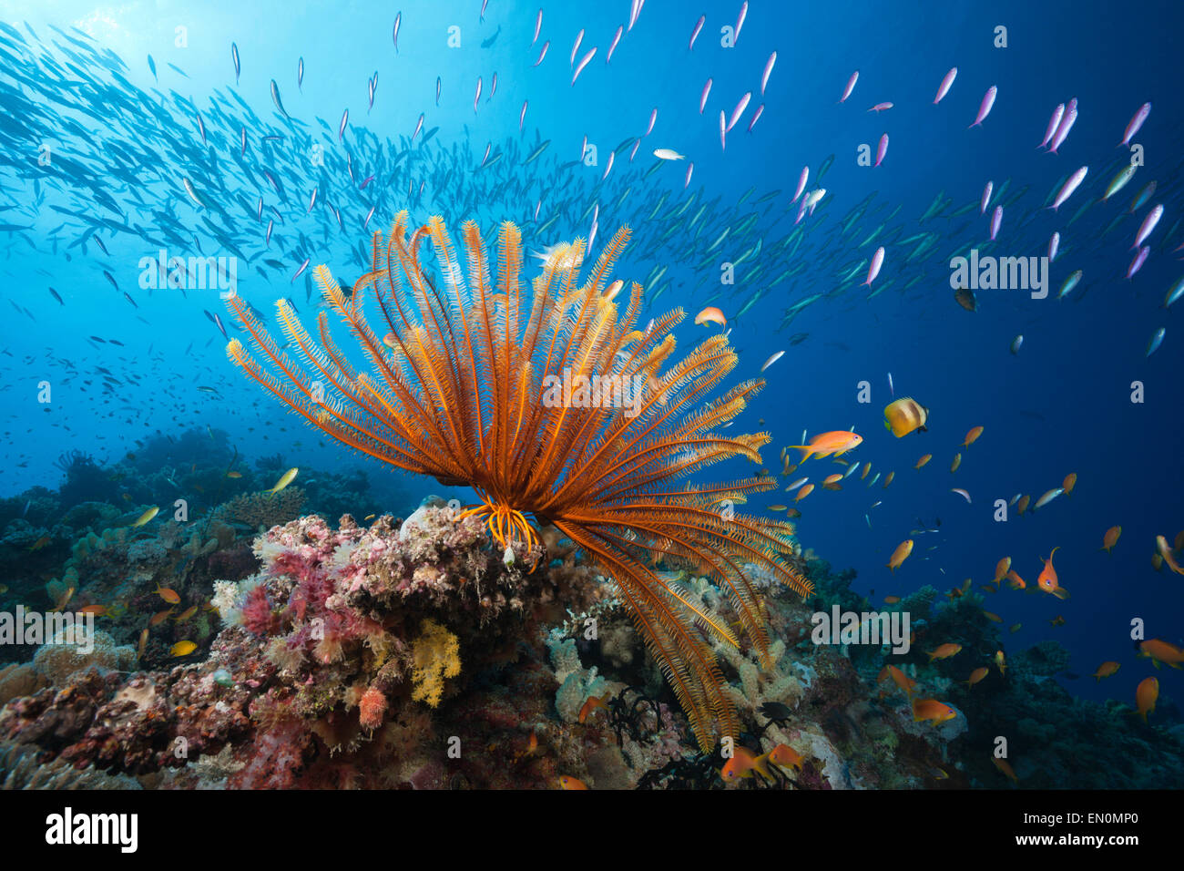 Reef Scene with Crinoid and Fishes, Great Barrier Reef, Australia Stock Photo
