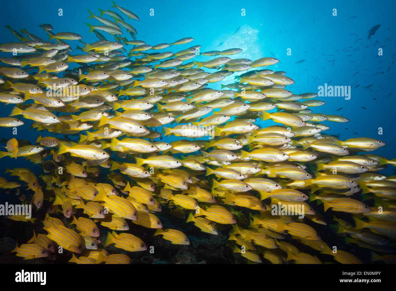 Shoal of Bigeye Snapper and Fivelined Snapper, Lutjanus lutjanus, Great Barrier Reef, Australia Stock Photo