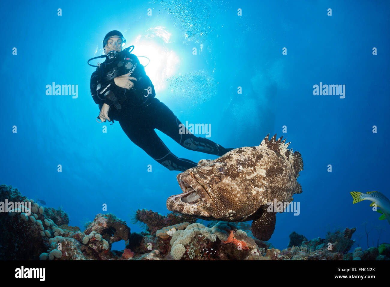 Diver great barrier reef hi-res stock photography and images - Alamy