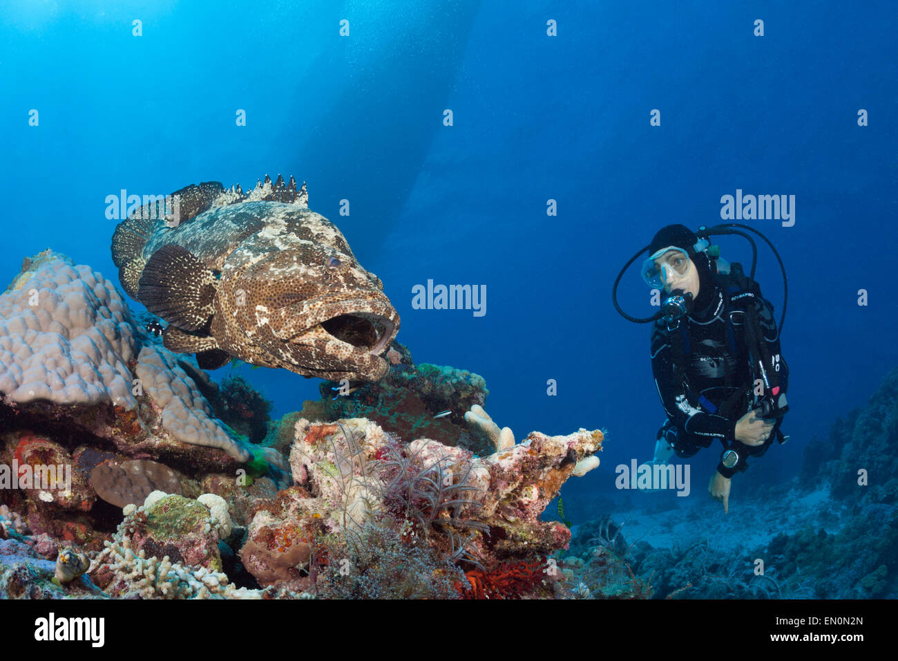 Scuba Diver and Flowery Grouper, Epinephelus fuscoguttatus, Great Barrier Reef, Australia Stock Photo