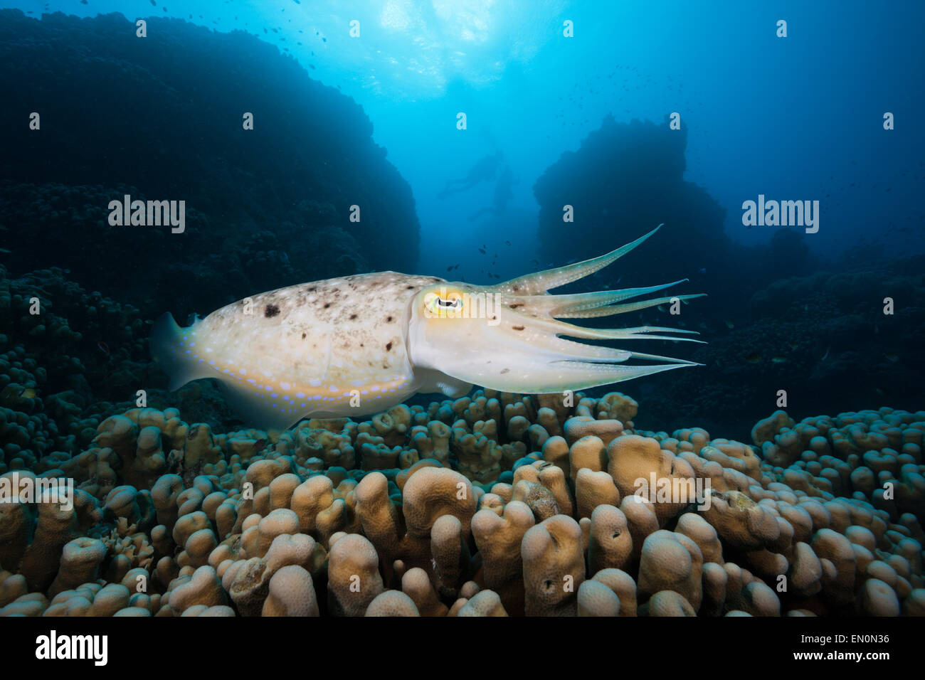 Broadclub Cuttlefish, Sepia latimanus, Great Barrier Reef, Australia Stock Photo