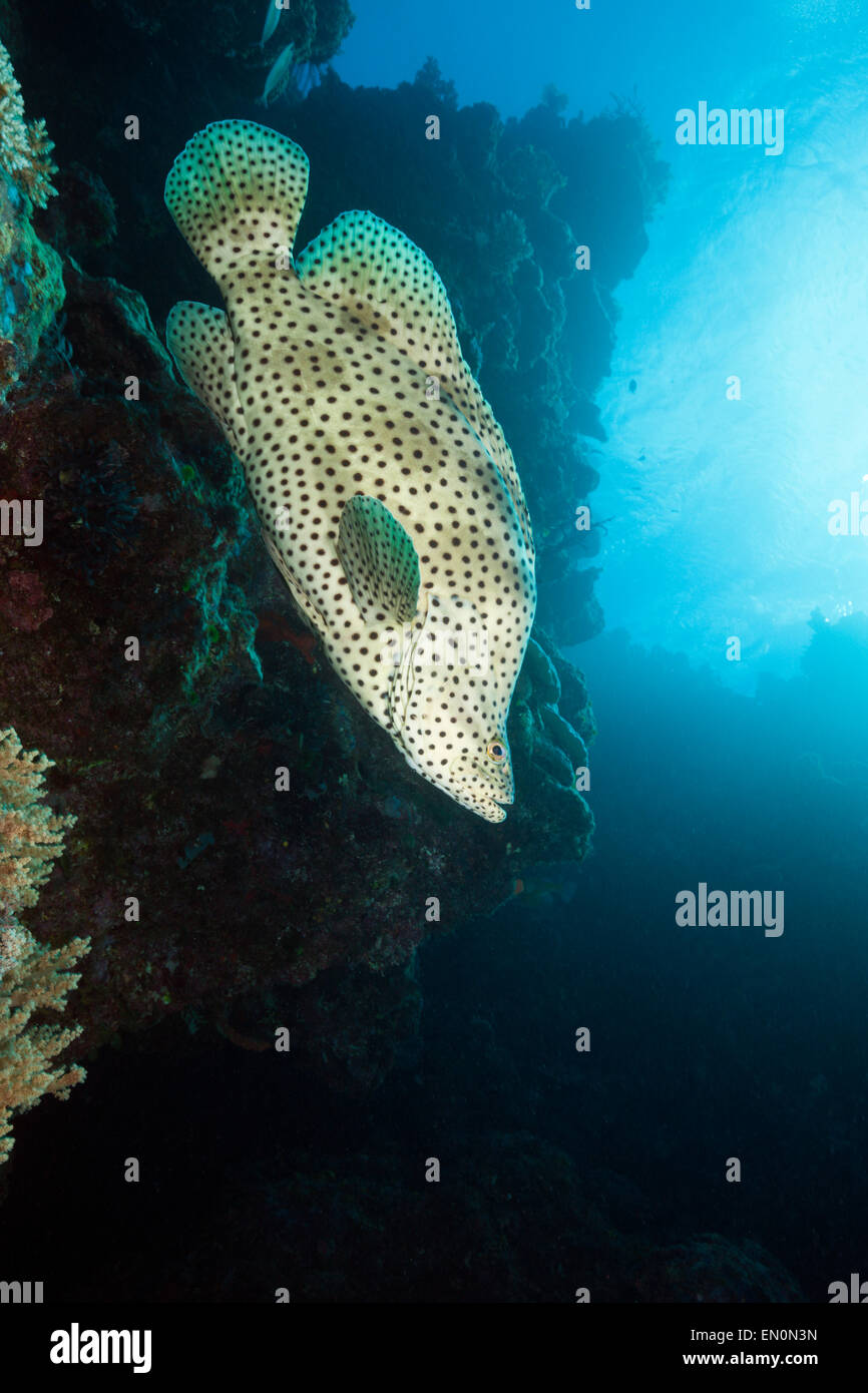 Barramundi Cod, Cromileptes altivelis, Great Barrier Reef, Australia Stock Photo