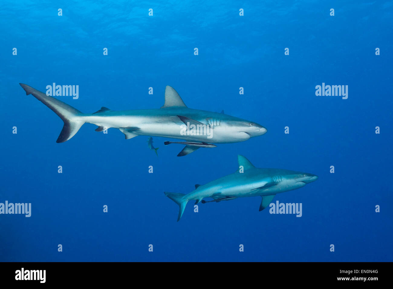 Grey Reef Shark, Carcharhinus amblyrhynchos, Osprey Reef, Coral Sea, Australia Stock Photo