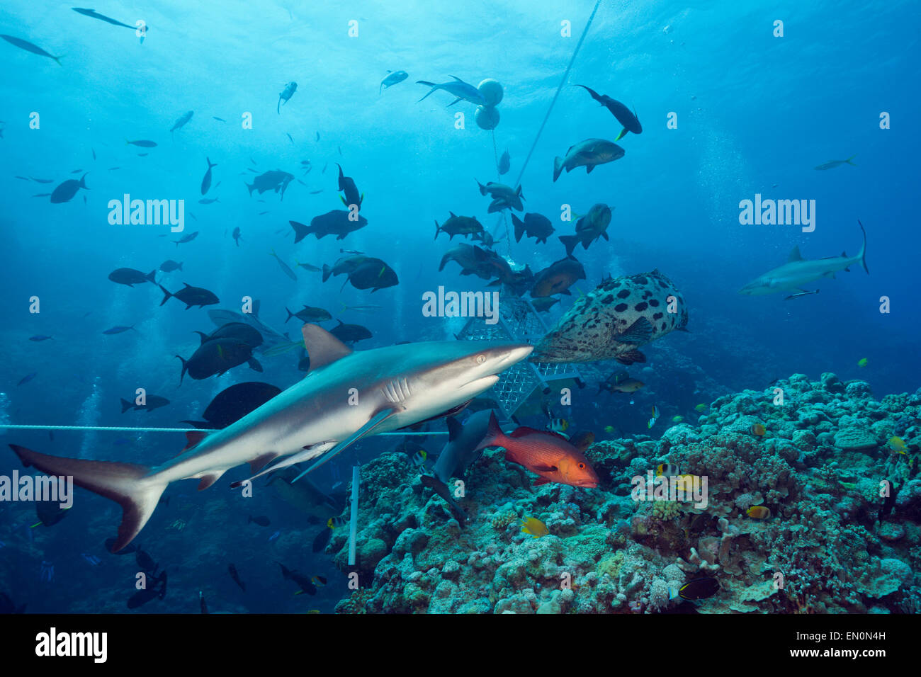 Grey Reef Shark during feeding frenzy, Carcharhinus amblyrhynchos ...