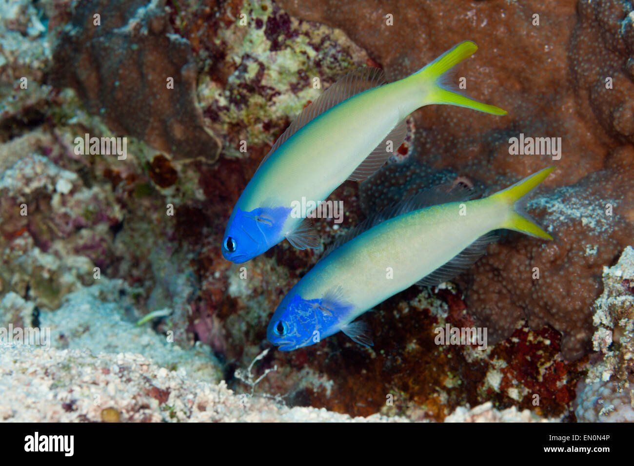 Pair of Blue Tilefish, Hoplolatilus starcki, Osprey Reef, Coral Sea, Australia Stock Photo