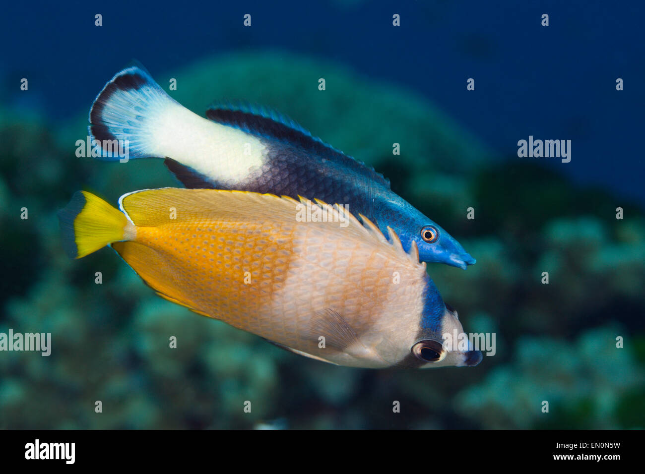 Kleins Butterflyfish and Bicolor Cleaner Wrasse, Chaetodon kleinii, Labroides bicolor, Great Barrier Reef, Australia Stock Photo