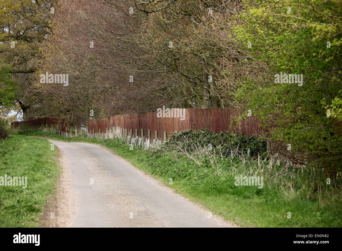 Duke and Duchess of Cambridge privacy . . Anmer, Norfolk, UK . . 22.04.2015 The Duke and Duchess of Cambridge, Prince William and Kate Middleton, have stepped up their plans for privacy at Anmer Hall by having willow screens put up all around the grounds to stop any prying eyes. Anmer Hall can just be seen to the left of the start of the screens if you look very closely. © Paul Marriott Photography Stock Photo