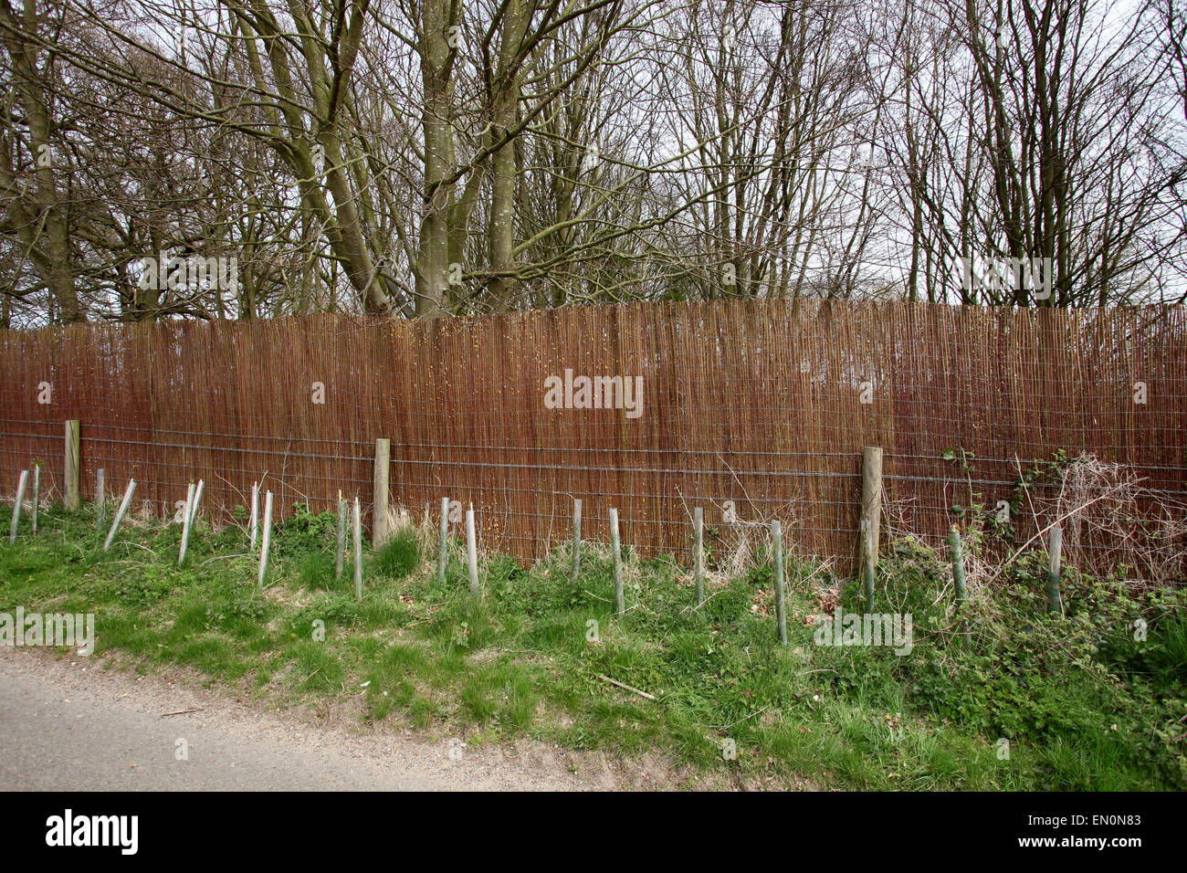 Duke and Duchess of Cambridge privacy . . Anmer, Norfolk, UK . . 22.04.2015 The Duke and Duchess of Cambridge, Prince William and Kate Middleton, have stepped up their plans for privacy at Anmer Hall by having willow screens put up all around the grounds to stop any prying eyes. Anmer Hall can just be seen to the left of the start of the screens if you look very closely. © Paul Marriott Photography Stock Photo