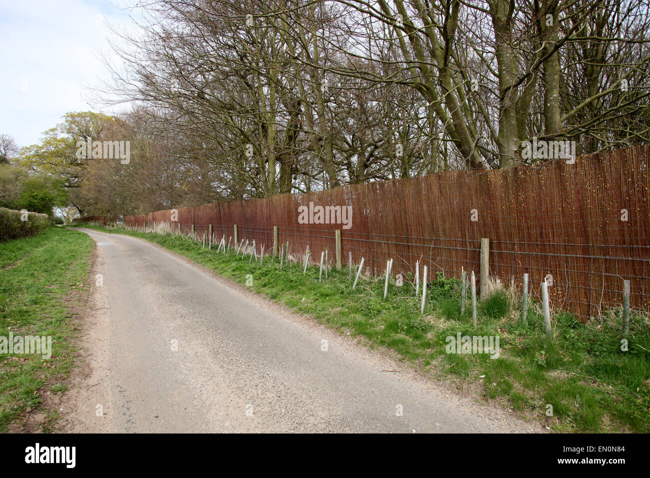 Duke and Duchess of Cambridge privacy . . Anmer, Norfolk, UK . . 22.04.2015 The Duke and Duchess of Cambridge, Prince William and Kate Middleton, have stepped up their plans for privacy at Anmer Hall by having willow screens put up all around the grounds to stop any prying eyes. Anmer Hall can just be seen to the left of the start of the screens if you look very closely. © Paul Marriott Photography Stock Photo