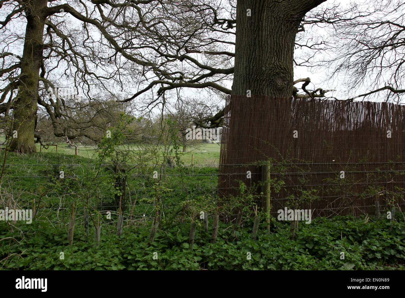 Duke and Duchess of Cambridge privacy . . Anmer, Norfolk, UK . . 22.04.2015 The Duke and Duchess of Cambridge, Prince William and Kate Middleton, have stepped up their plans for privacy at Anmer Hall by having willow screens put up all around the grounds to stop any prying eyes. Anmer Hall can just be seen to the left of the start of the screens if you look very closely. © Paul Marriott Photography Stock Photo