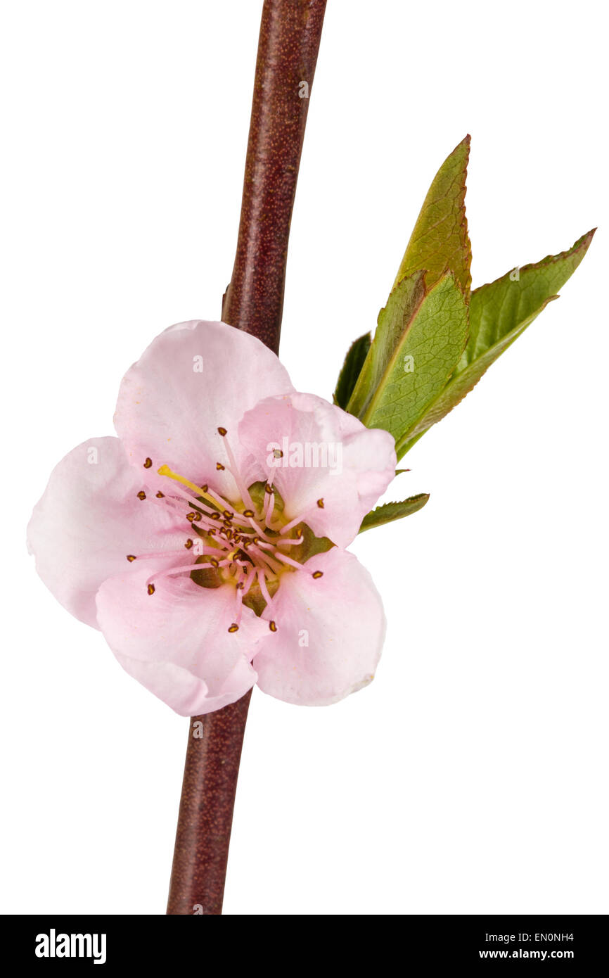 Peach blossom, isolated on white background Stock Photo - Alamy