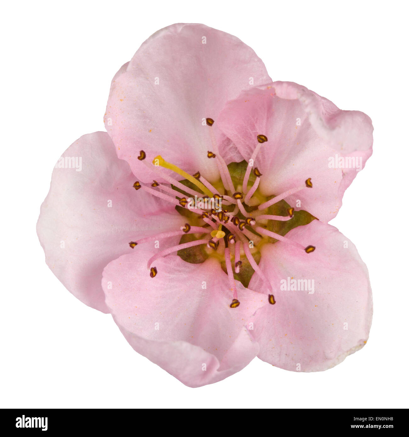 Peach blossom, isolated on white background Stock Photo - Alamy