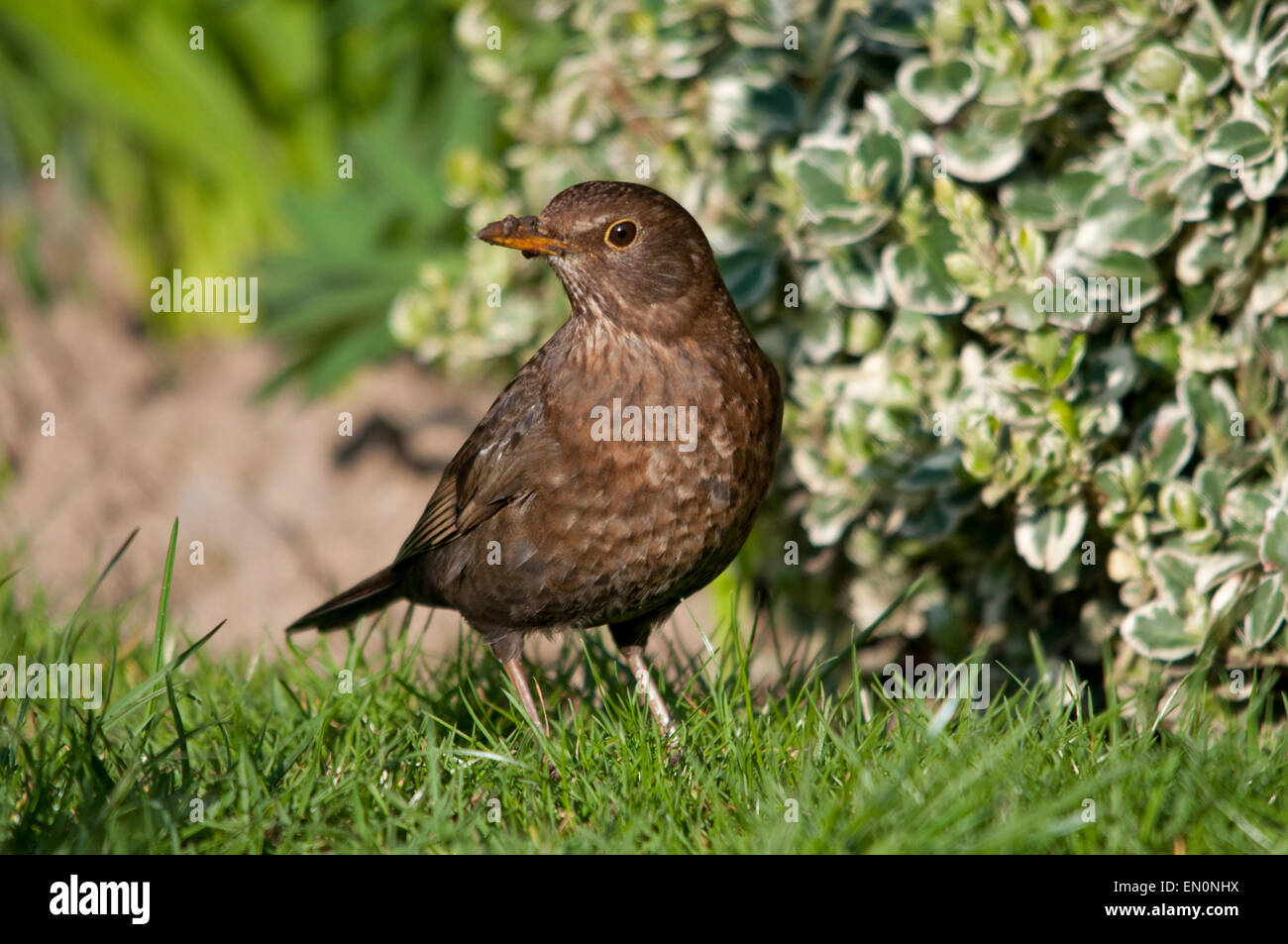 Female Blackbird foraging for worms on a lawn Stock Photo