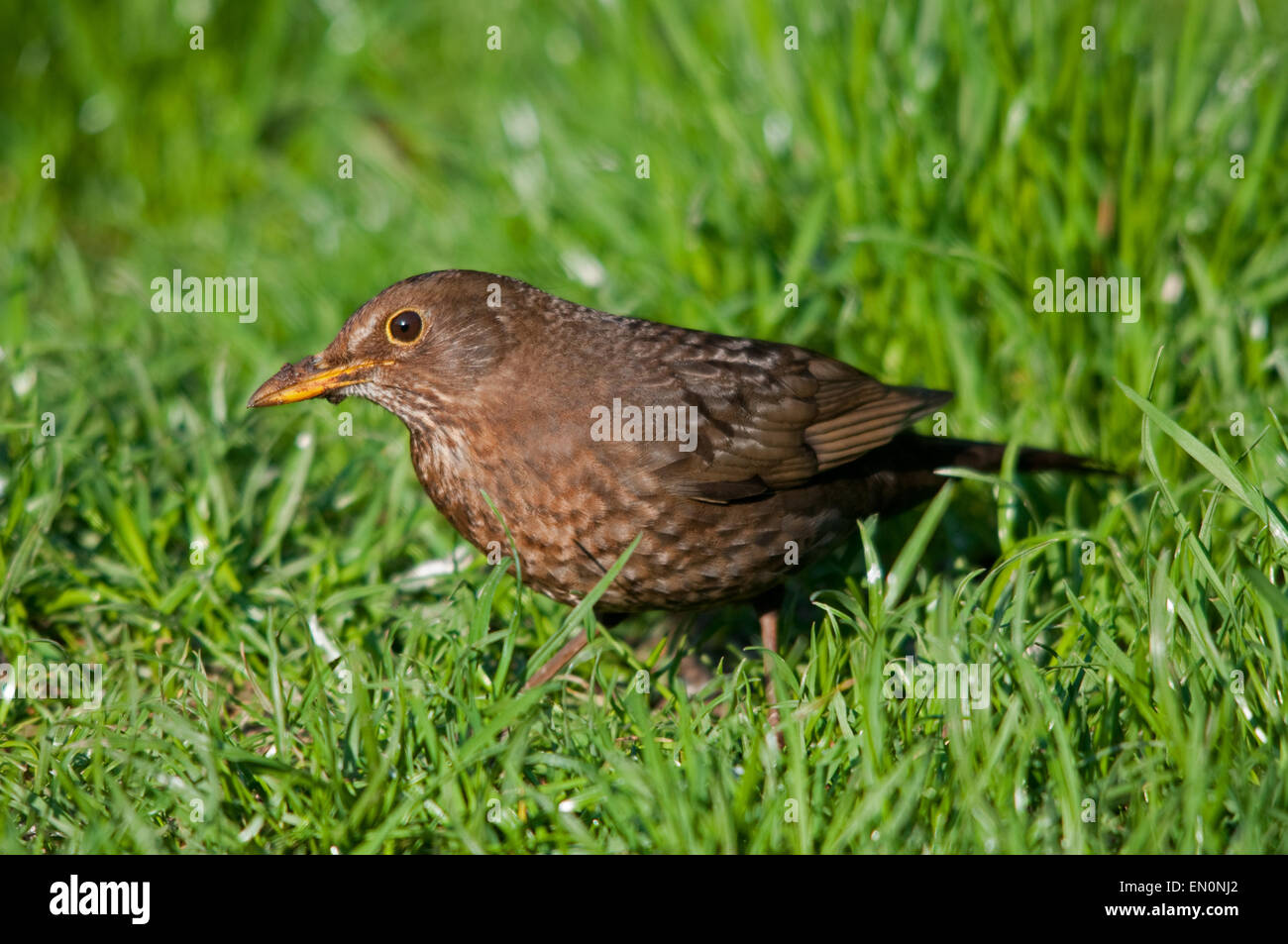 Female Blackbird listening for worms on a lawn Stock Photo