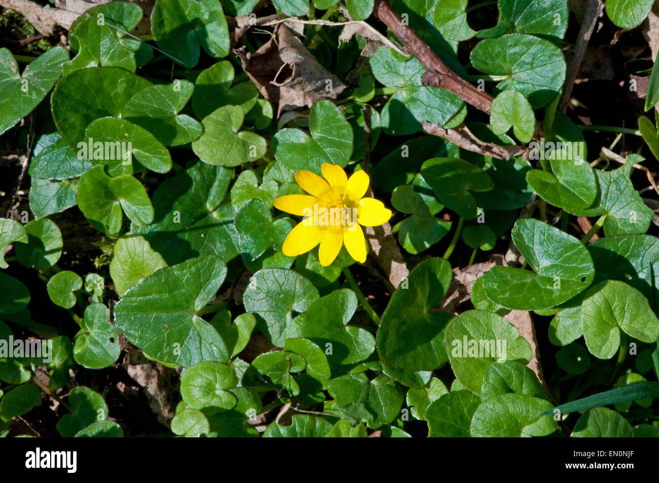 Lesser Celandine in flower Stock Photo