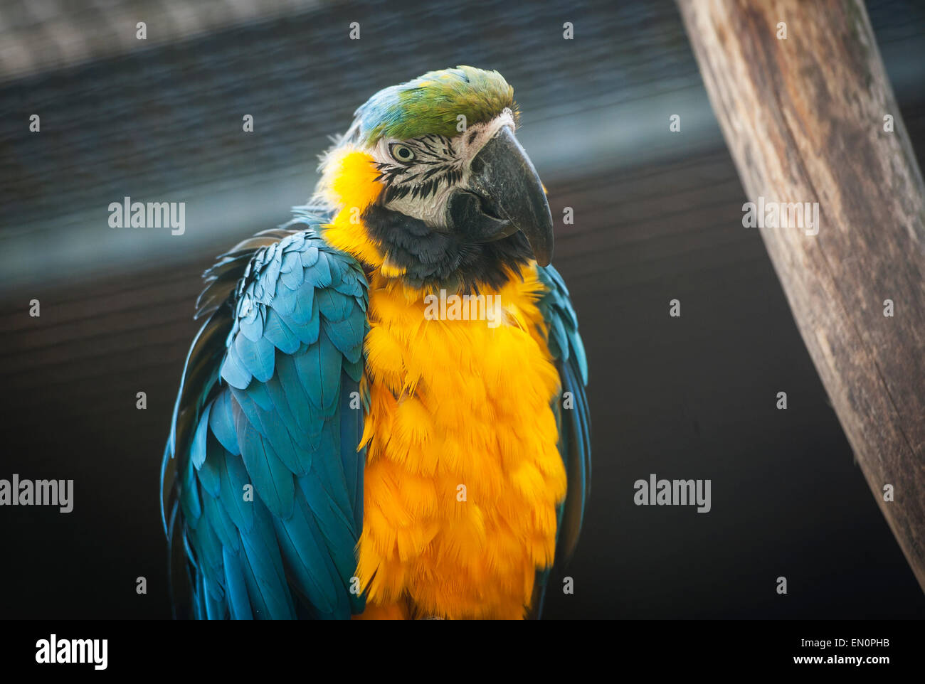 Parrot wallpaper hires stock photography and images Alamy