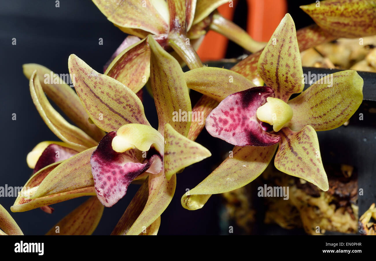 Devon's Cymbidium Orchid - Cymbidium devonianum From India & Himalayas Stock Photo