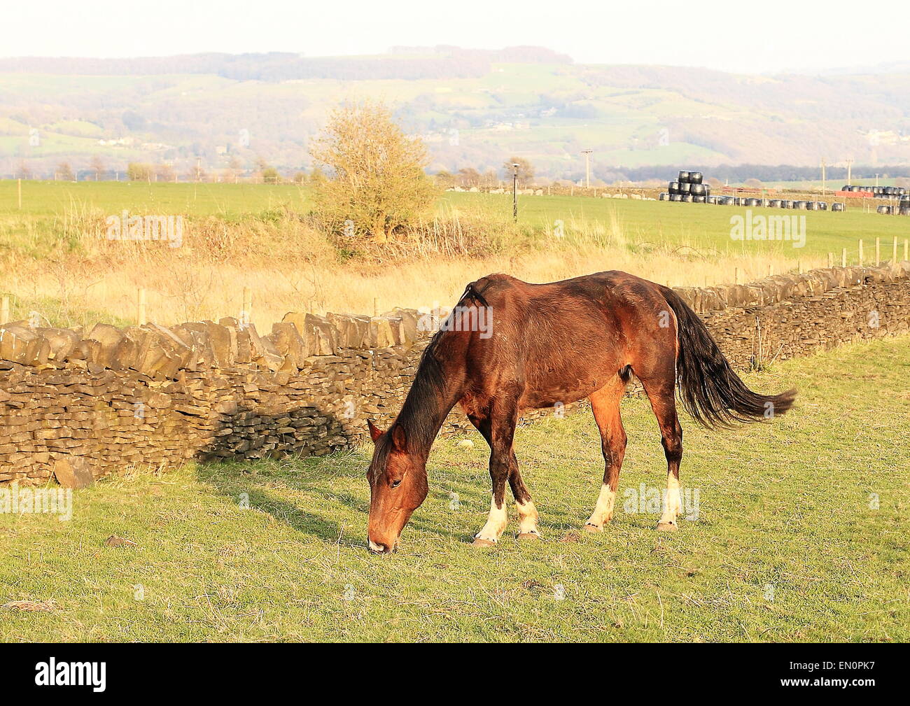 Horse in the countryside, UK Stock Photo