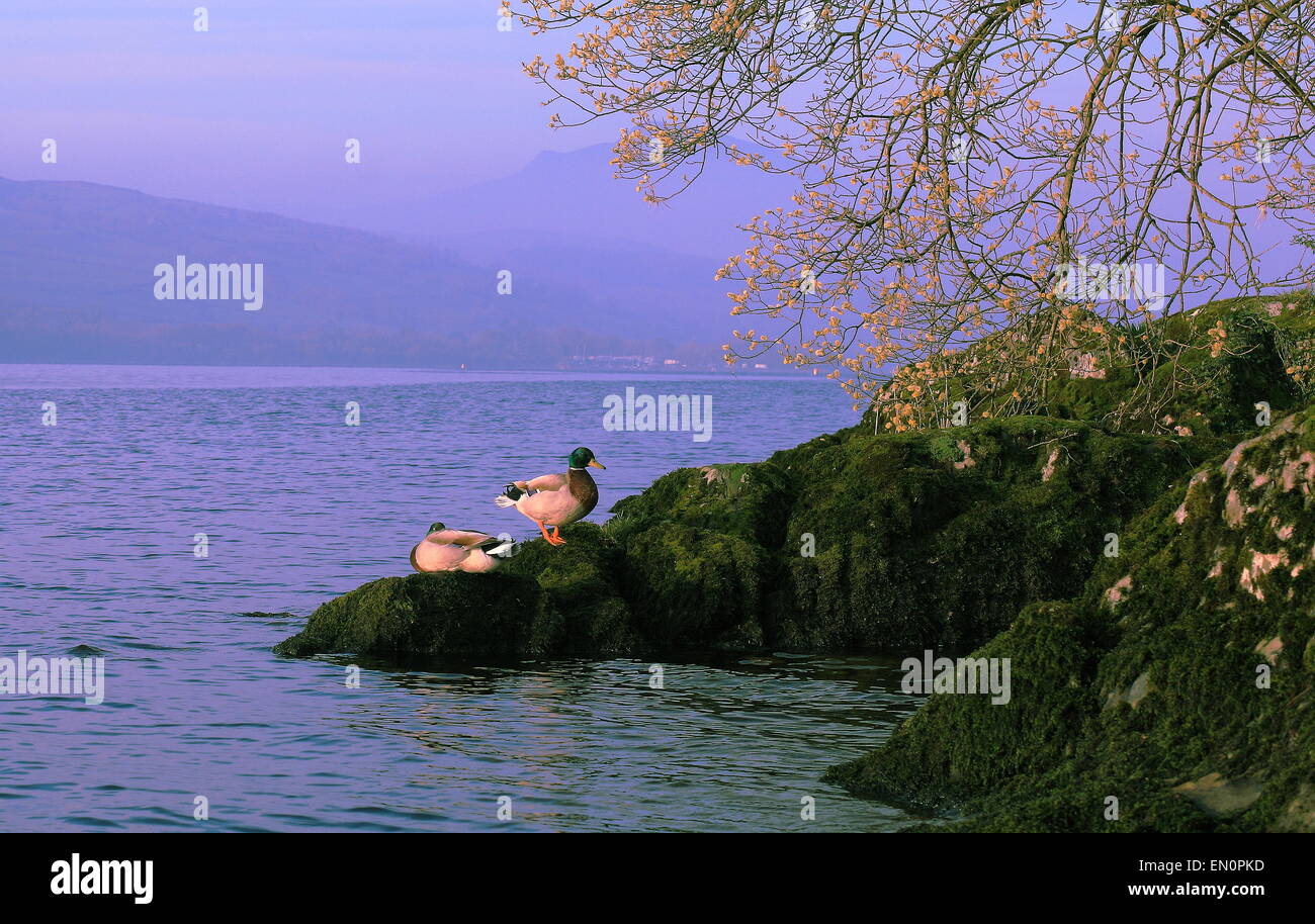 Bala Lake, Wales, UK Stock Photo