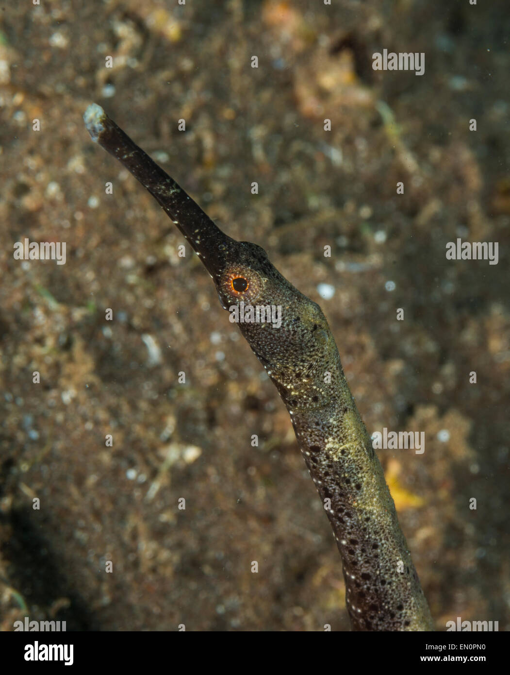 Close up of a double-ended pipefish Stock Photo